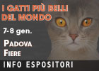 Esposizione Internazionale Felina di Padova - le prime info per gli espositori
